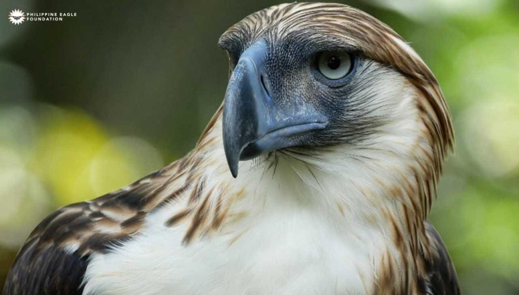 PAL renews commitment to protect the Philippine Eagle - Punto! Central ...