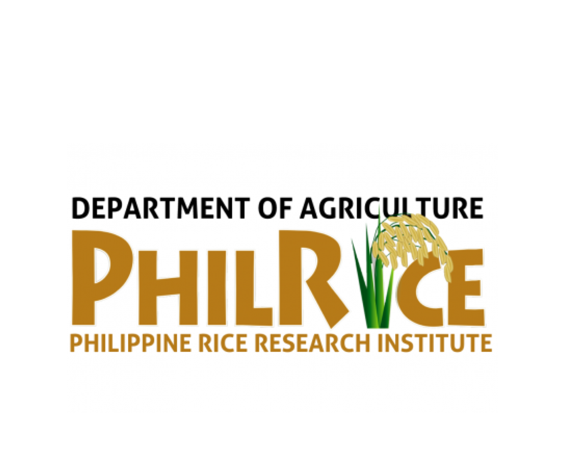 PhilRice: RCEF Seed Program unhampered amid Covid-19 - Punto! Central Luzon