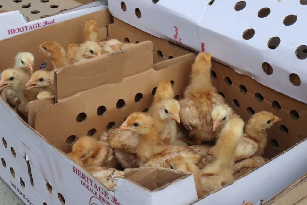 1,000 purebred Rhode Island chicks were distributed to 50 Mabalquenian farmer beneficiaries. Each of the farmers received 20 chicks. Mabalacat CIO