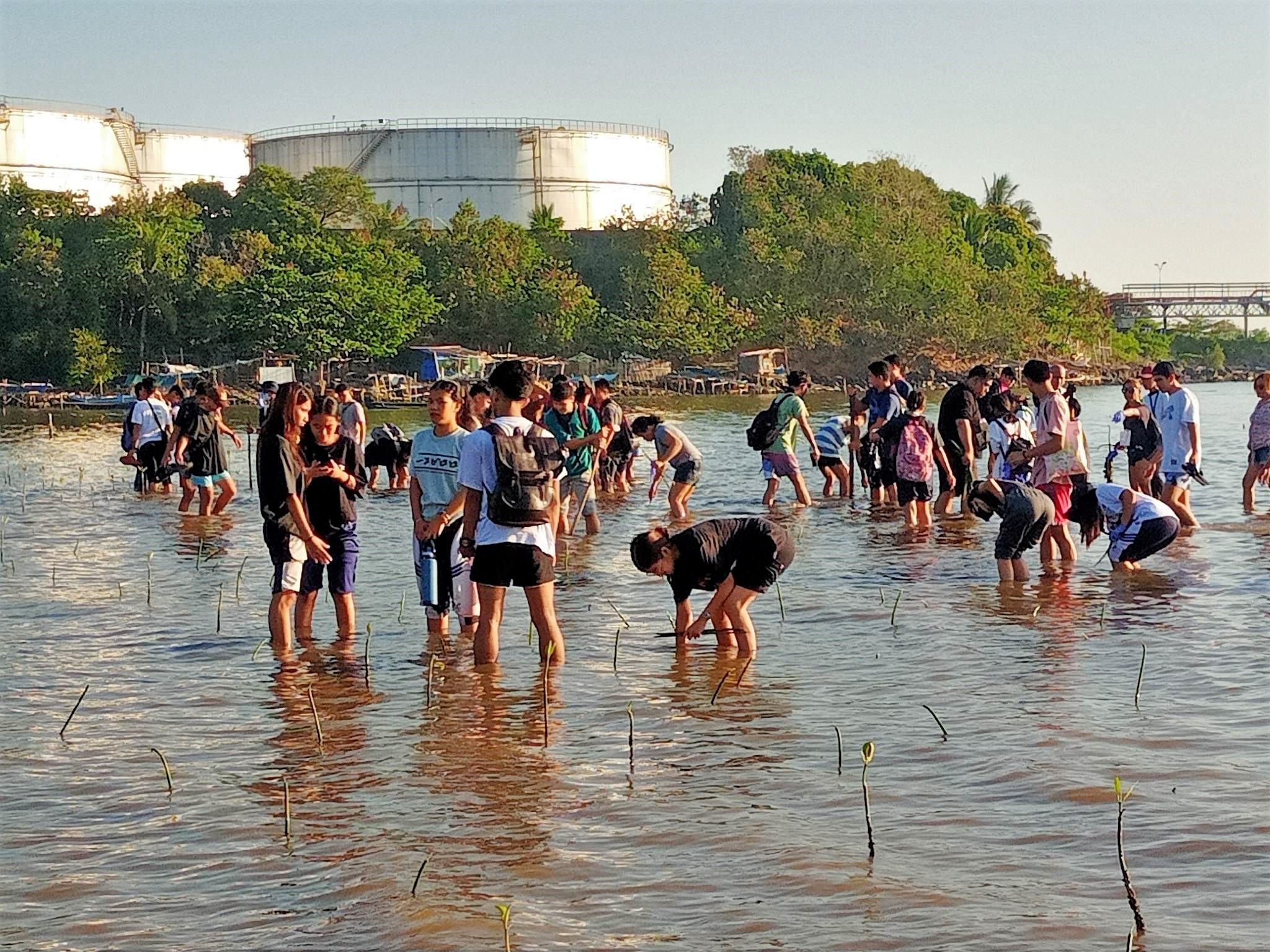 Anti Nuke Youth Groups Plant Mangroves Punto Central Luzon 9141