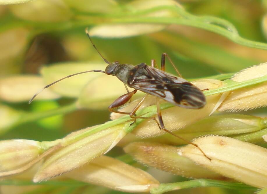 PhilRice recommends effective insect pest management in the rice fields