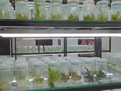PH’s 1st LGU-owned tissue culture lab for ornamental plants opens in Bulacan