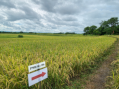 PhilRice urges early, community-based action vs rice field rat damage