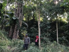 AC geotags trees in Sapangbato watershed