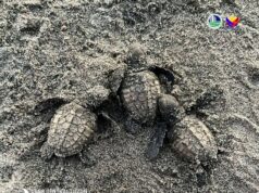 Community, gov’t release 336 sea turtle hatchlings in Bataan