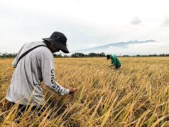 Genomics program identifies heirloom rice traits for climate-resilient farming