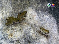 Vulnerable limestone frogs spotted in Bulacan national park