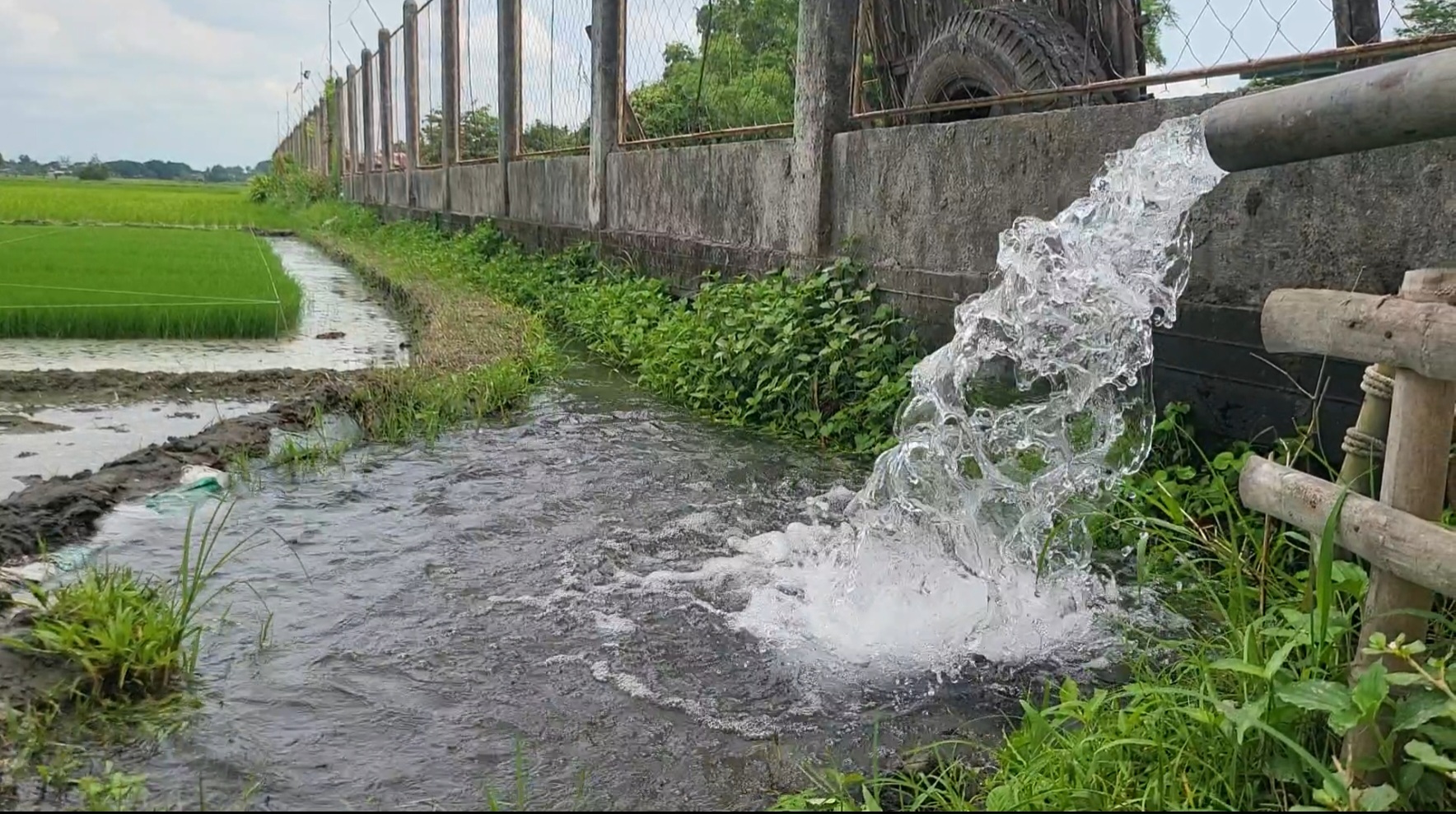 Farmers take risks planting rice amid dwindling water supply