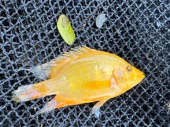 Escaped flowerhorn fish threaten Laguna biodiversity, pose potential public health risks