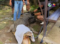 DENR rescues saltwater croc in Pampanga, secures 3 more in Zambales