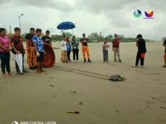 2 rescued marine turtles returned to sea