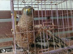 Subic barangay hailed for prompt turnover of serpent eagle to DENR